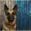 警察犬が所属するのは鑑識課だって知ってた?