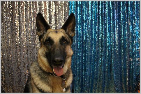 警察犬が所属するのは鑑識課だって知ってた?