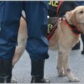 犯人から足取りを追う「警察犬」の所属は何課?