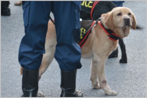 犯人から足取りを追う「警察犬」の所属は何課?