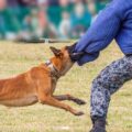 警察犬が所属している部署は「鑑識課」だった？