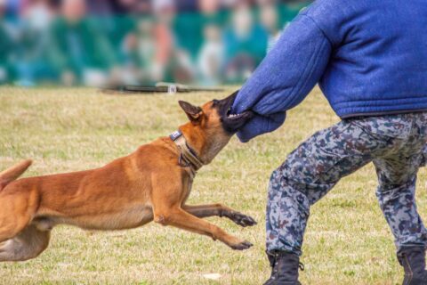 警察犬が所属している部署は「鑑識課」だった？