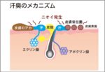 汗臭さの原因となるベタベタ汗を改善する裏ワザ