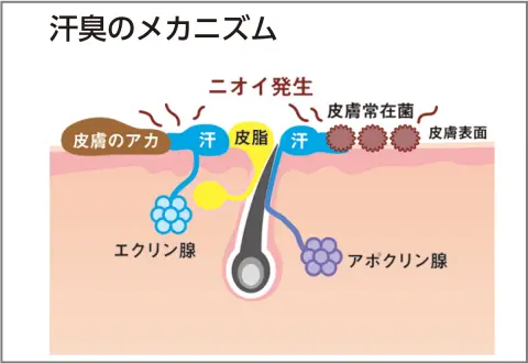 汗臭さの原因となるベタベタ汗を改善する裏ワザ