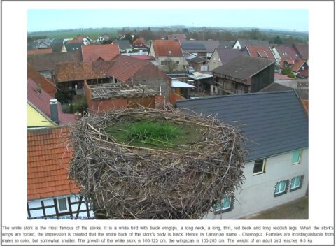 監視カメラのぞき見サイトでペットカメラ流出!?